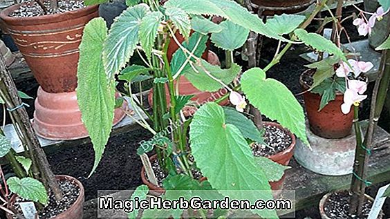 Begonia Maphil (Maphil Begonia)