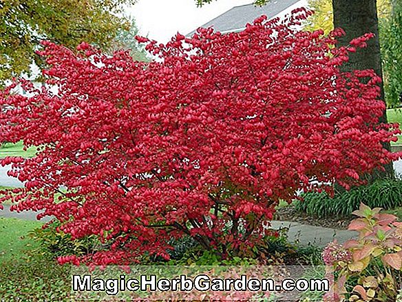 Begonia Maple of Fuji (Maple of Fuji Begonia) - #2