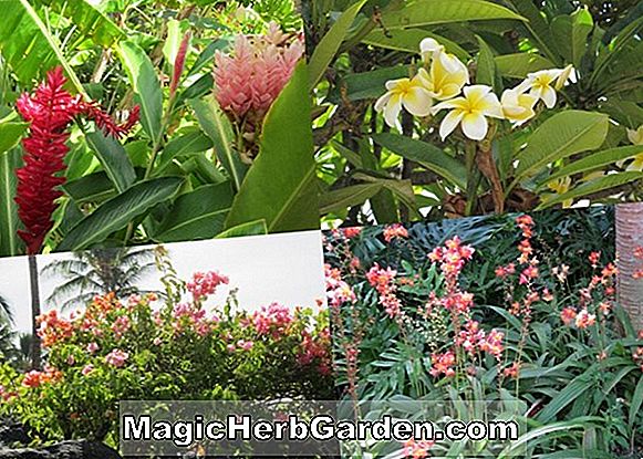 Begonia Marie (Marie Begonia) - #2