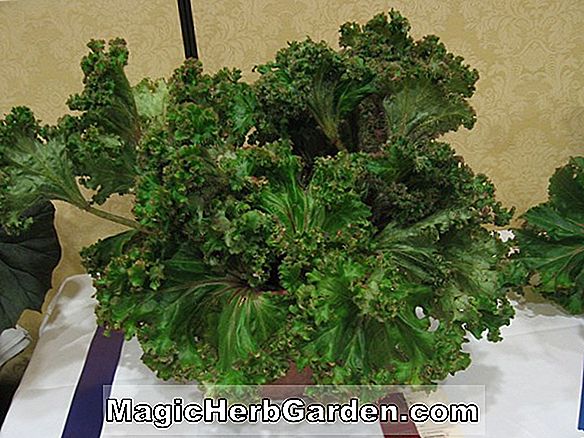 Tumbuhan: Begonia Maxine Wilson (Maxine Wilson Begonia)