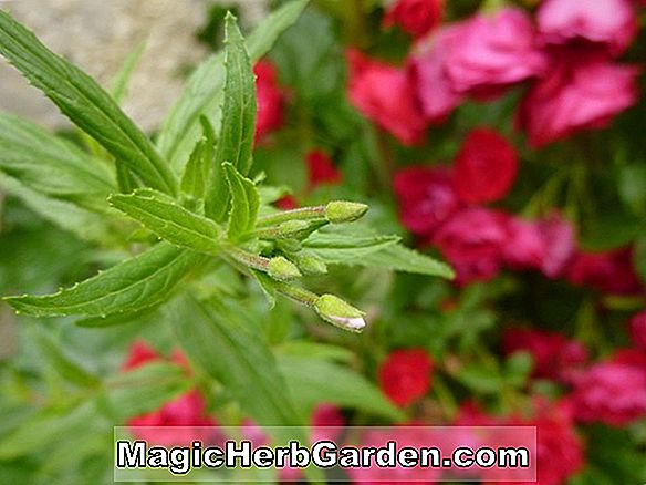 Tumbuhan: Begonia Mme. de Lesseps (Mme. de Lesseps Begonia) - #2