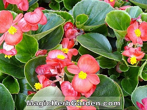 Tumbuhan: Begonia obliqua (Obliqua Begonia)
