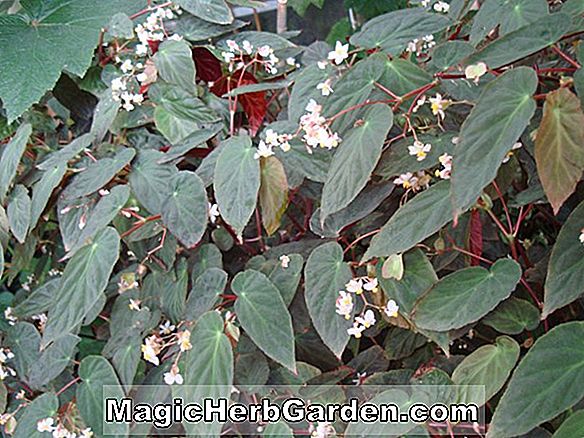 Begonia odeteiantha (Odeteiantha Begonia) - #2