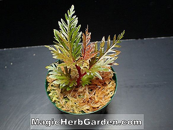 Tumbuhan: Begonia olsoniae (Begonia olsoniae) - #2