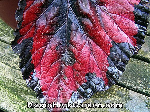 Tumbuhan: Begonia Red Spot (Red Spot Begonia) - #2