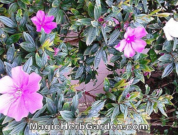 Tumbuhan: Begonia Reseda (Reseda Begonia)