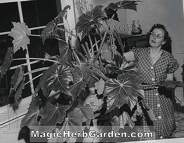 Tumbuhan: Begonia rex (Mrs Hatcher Begonia) - #2
