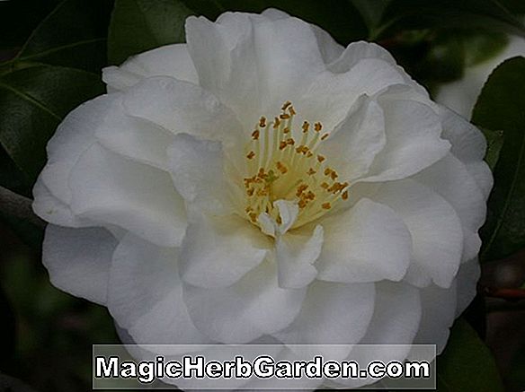 Begonia Rose Perfection (Rose Perfection Begonia) - #2