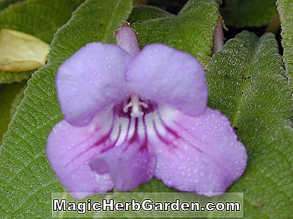 Begonia Rubella (Rubella Begonia) - #2