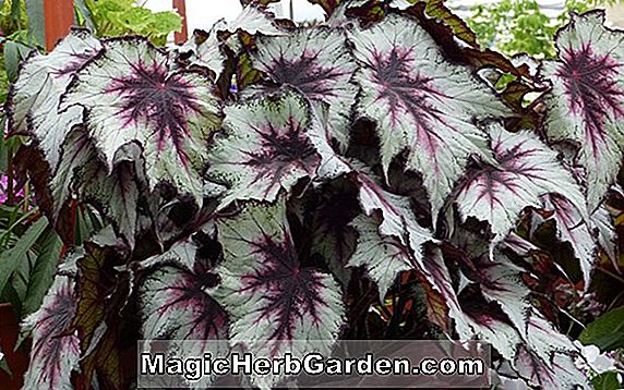Begonia Silver Frost (Silver Frost Begonia)