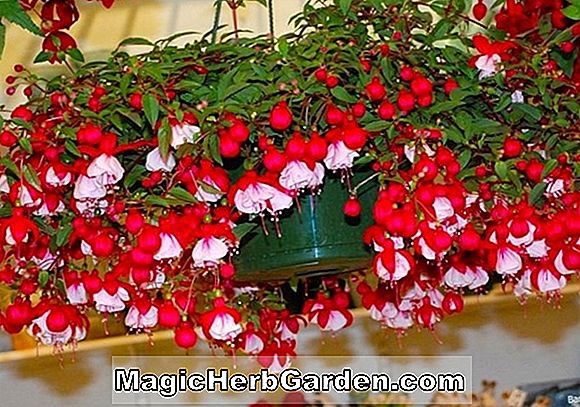 Begonia Sir Robert Cole (Sir Robert Cole Begonia) - #2