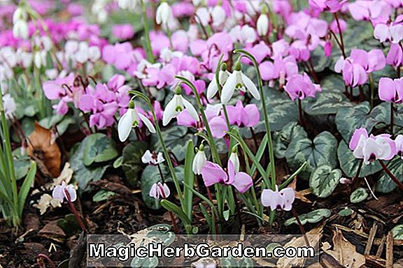 Begonia Snowdrop (Hiemalis) (Snowdrop Begonia) - #2