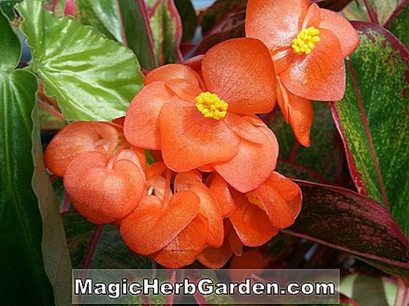 Tumbuhan: Begonia South Pacific (Pasifik Selatan Begonia)