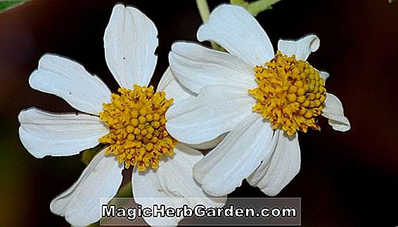 Begonia stigmosa (Stigmosa Begonia)