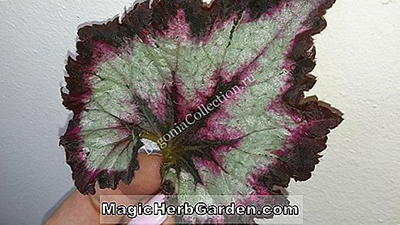 Tumbuhan: Begonia Super Curl (Super Curl Begonia)
