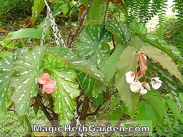 Begonia Tiny Bright (Tiny Bright Begonia)