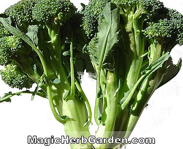 Brassica oleracea (Musim Dingin Merah Kale)