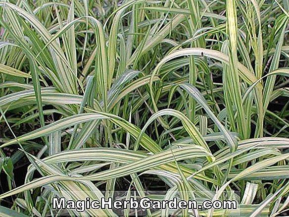 Tumbuhan: Bromus inermis (Skinner's Gold Brome) - #2