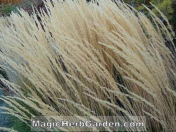Tumbuhan: Calamagrostis acutiflora (Feather Reed Grass) - #2