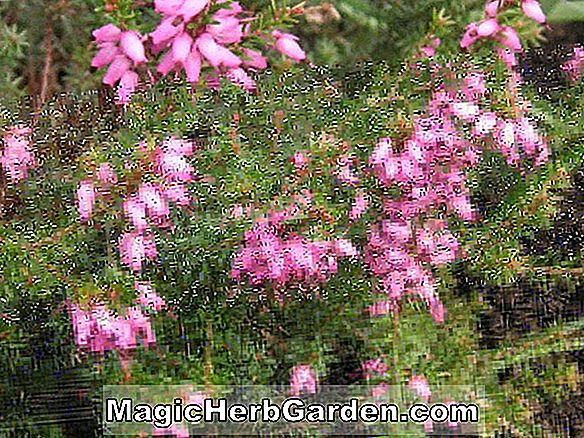 Tumbuhan: Calluna vulgaris (Hammondii Aureifolia Heather)