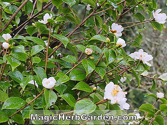 Camellia grijsii (Grijsii Camellia)