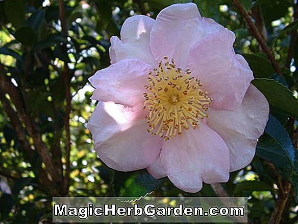 Camellia japonica (Alison Leigh Woodroof Camellia)
