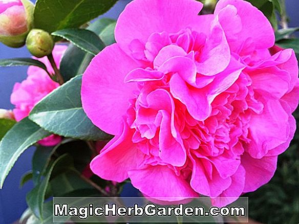 Camellia japonica (Pink Lace Camellia)