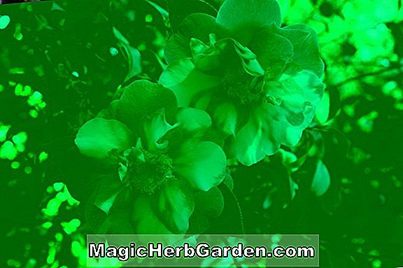 Camellia japonica (Margaret Higdon Camellia) - #2