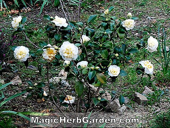 Camellia japonica (Mardi Gras Camellia)