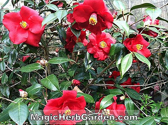 Camellia japonica (Angel's Robe Camellia)