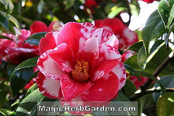 Camellia japonica (My Darling Camellia)