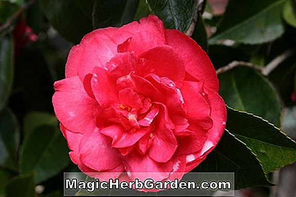 Camellia japonica (Red Pressii Camellia) - #2