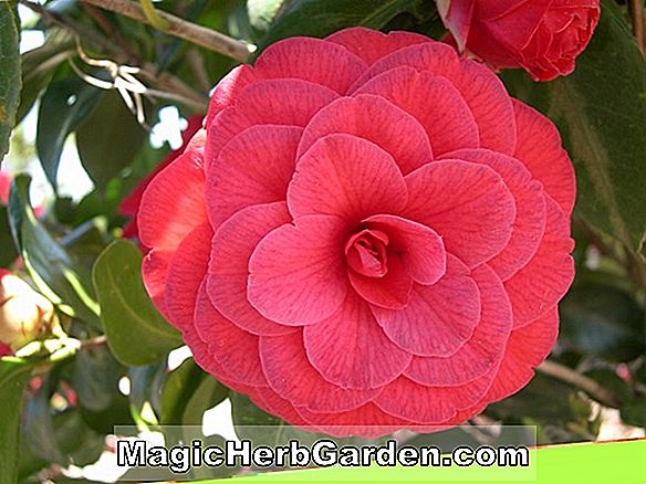 Camellia japonica (Rose of Dawn Camellia) - #2