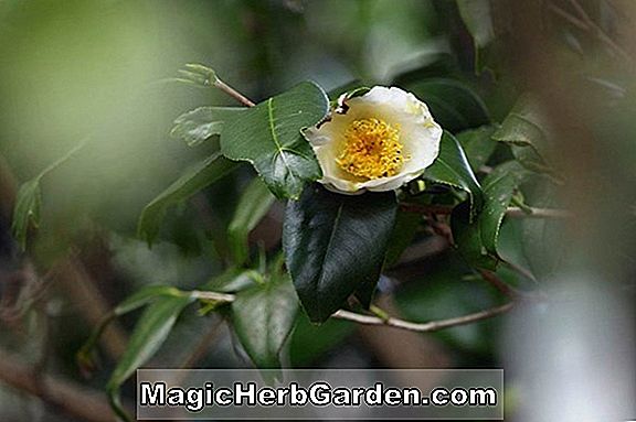 Camellia japonica (Show Time Camellia)