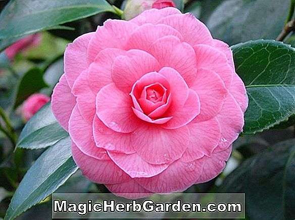 Camellia japonica (Sunset Glory Camellia)