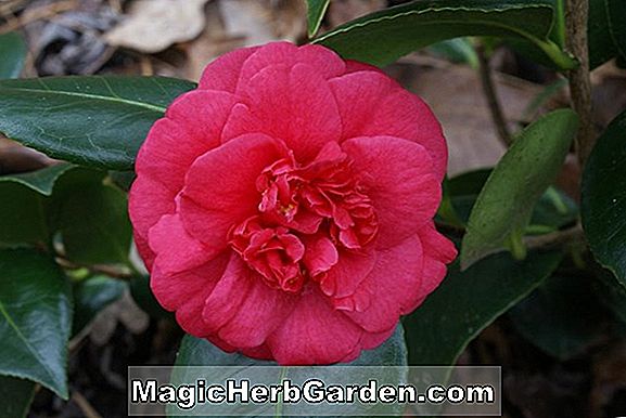 Camellia japonica (Yumian Beiti Camellia) - #2