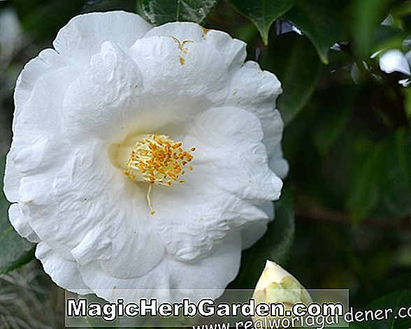 Camellia japonica (Benten Kagura Camellia) - #2