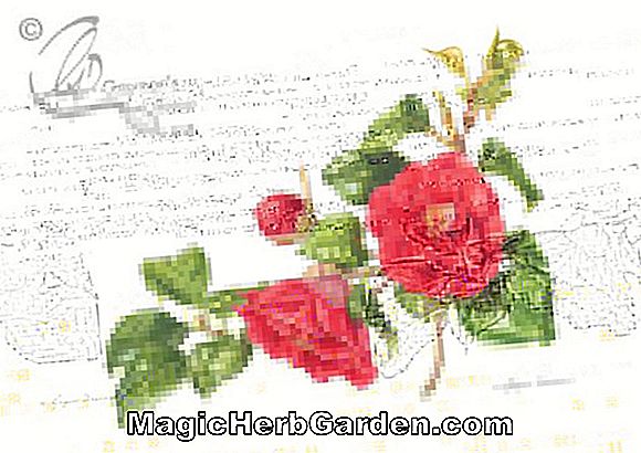 Camellia japonica (Adolphe Audusson Special Purple Camellia) - #2