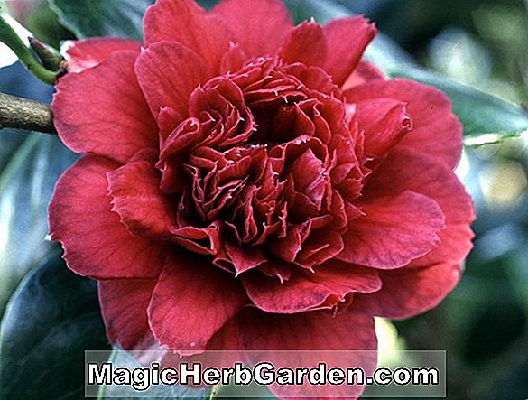 Camellia japonica (California Donckelarii Variegated Camellia)