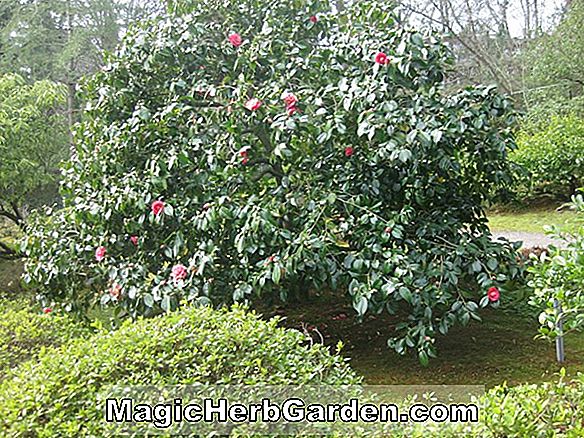 Camellia japonica (Da Bai Camellia) - #2