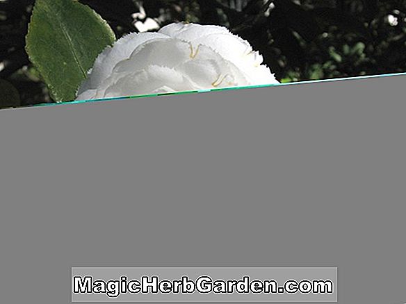 Camellia japonica (Alba Fimbriata Camellia)