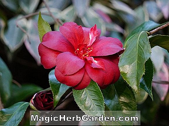 Camellia japonica (Benang Diamonds Camellia)