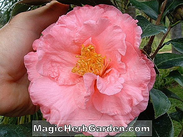 Tumbuhan: Camellia japonica (Pasha of Persia Camellia)