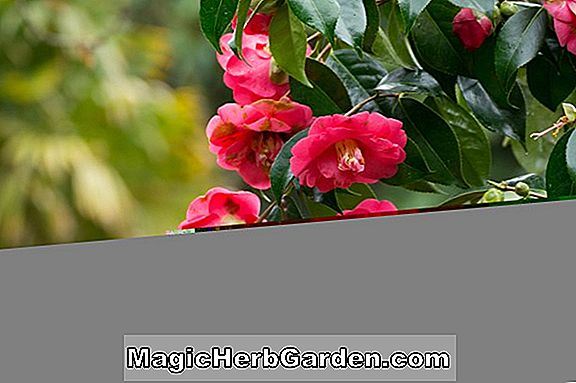 Camellia japonica (Eugene Lize Camellia) - #2