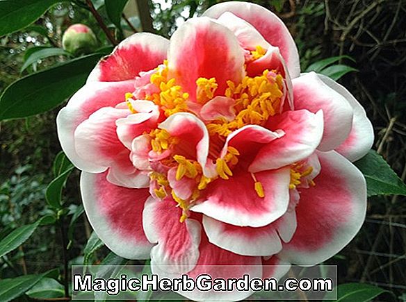 Camellia japonica (Alexander Hunter Camellia) - #2