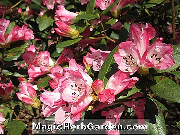 Camellia japonica (Finlandia Blush Camellia)