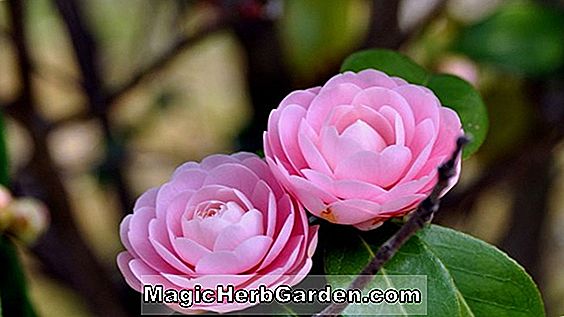 Tumbuhan: Camellia japonica (Bunga Kekayaan dan Kehormatan Camellia) - #2
