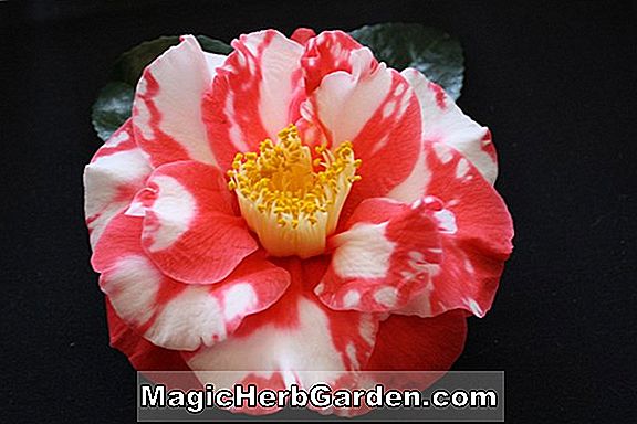 Camellia japonica (General Leclerc Camellia) - #2