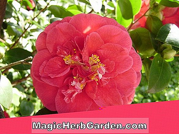 Camellia japonica (Nobilissima Camellia) - #2