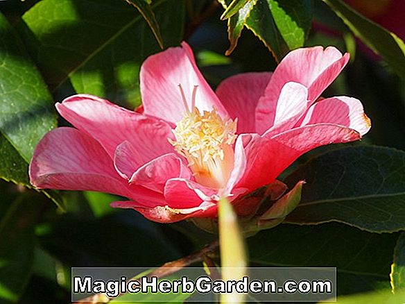Camellia reticulata (Dr. Clifford Parks Camellia) - #2